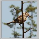 Parus Cristatus - Haubenmeise 01.jpg